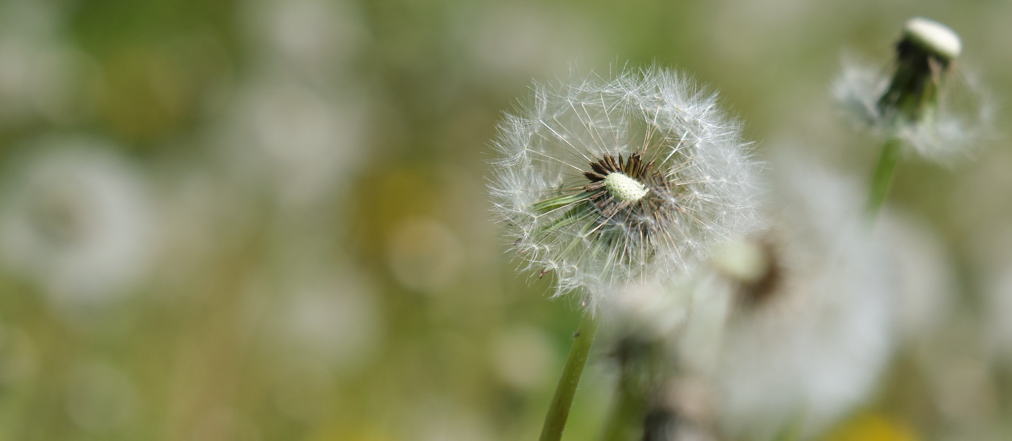 Dandelion, Photo by ENRD